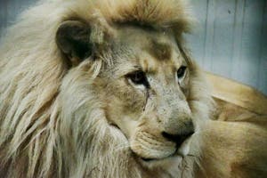 White Lion Big Cat Sanctuary Smarden Kent England UK Stock Image 