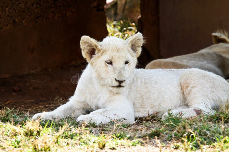 White Lion Cub Picture. Image 13858315