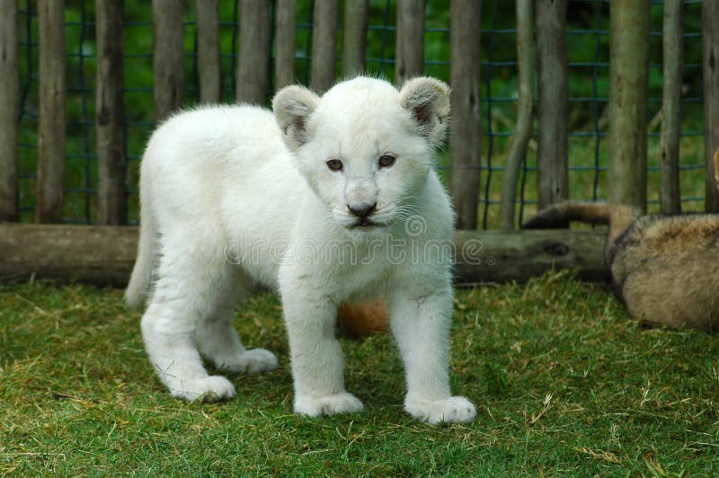 White lion cub