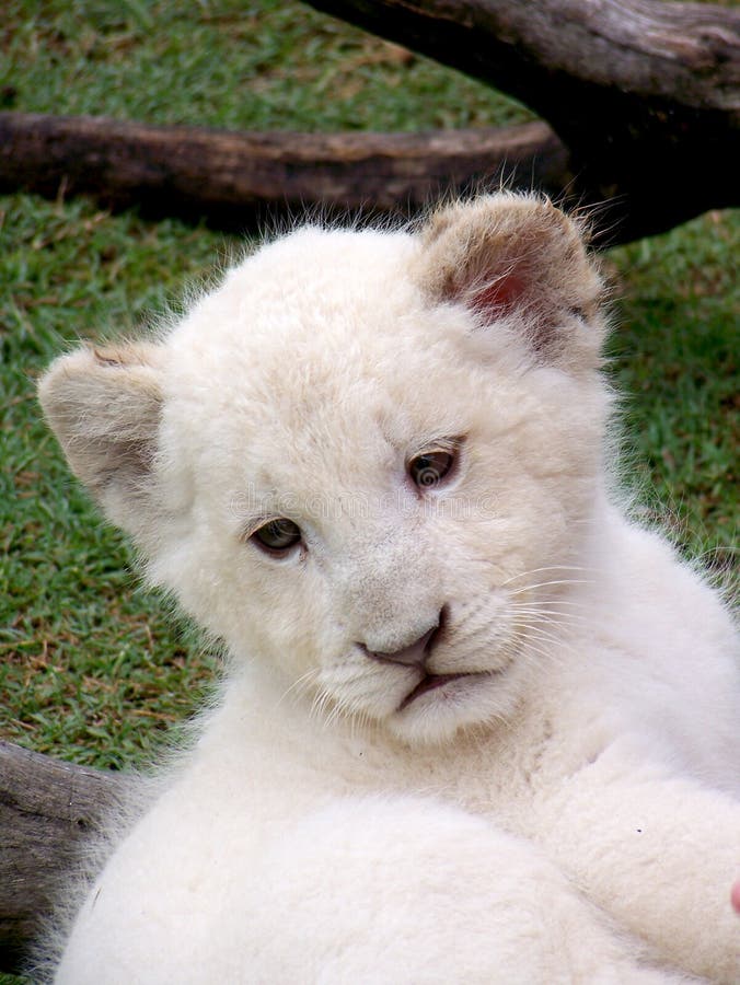 white lion cub white lion cub