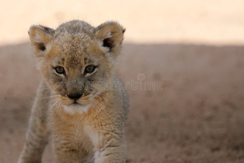 White Lion Cub