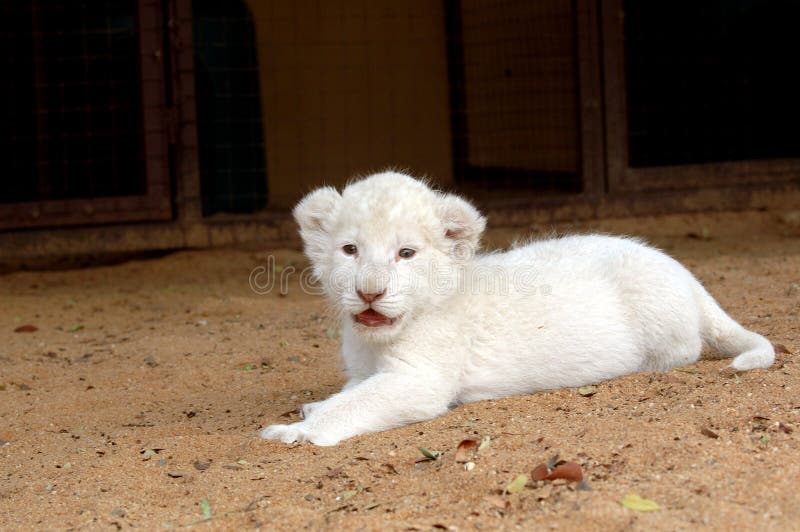 White Lion Cub Picture. Image 483025