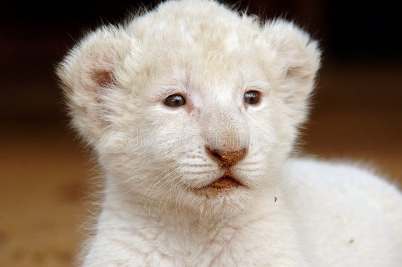 White lion cub