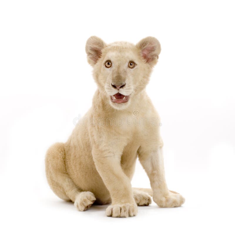 White Lion Cub (5 months)