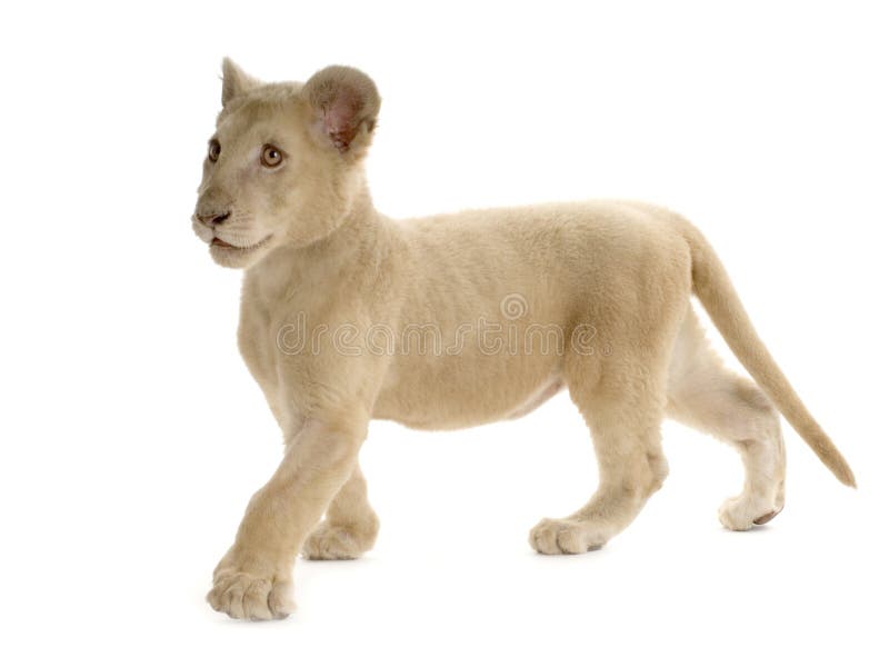 White Lion Cub (5 months)