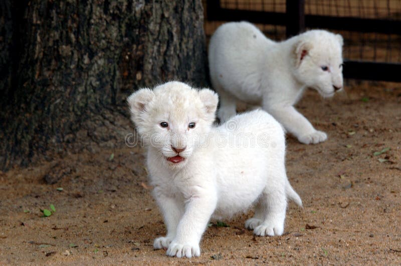 White lion cubs