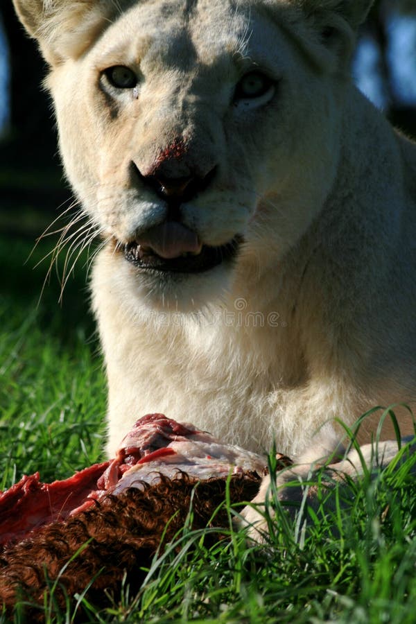 White lion eating