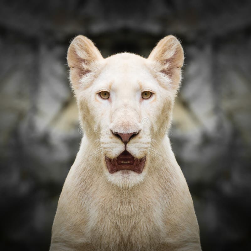 white lion face images