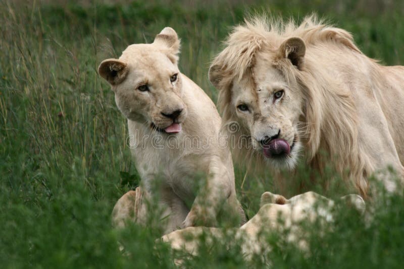 White Lion and Lioness