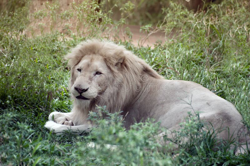 The white lion. stock photo. Image of carnivore, mutation - 91370054