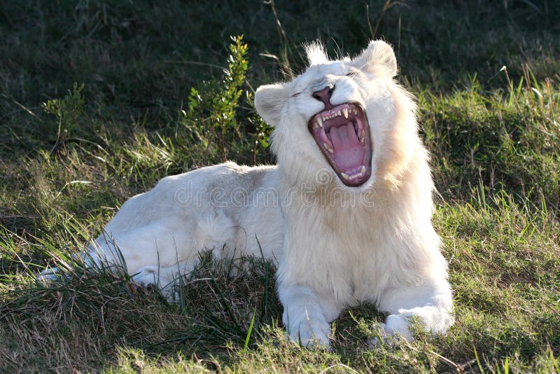 White Lion Open Mouth stock image