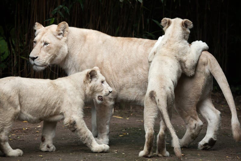 White lion Panthera leo krugeri. stock image White lion Panthera leo krugeri. stock image