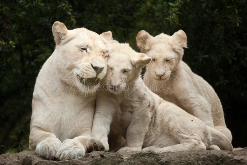 White lion Panthera leo krugeri.