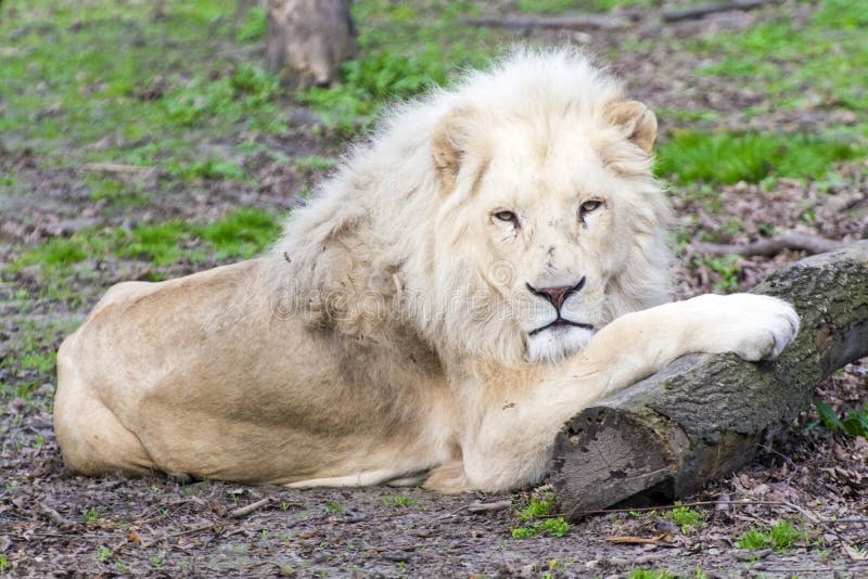 White Lion (Panthera Leo Krugeri) Stock Photo - Image of felid ...