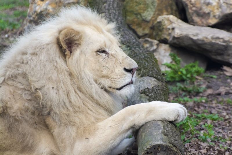 White Lion (Panthera Leo Krugeri) Stock Image - Image of felidae, male ...