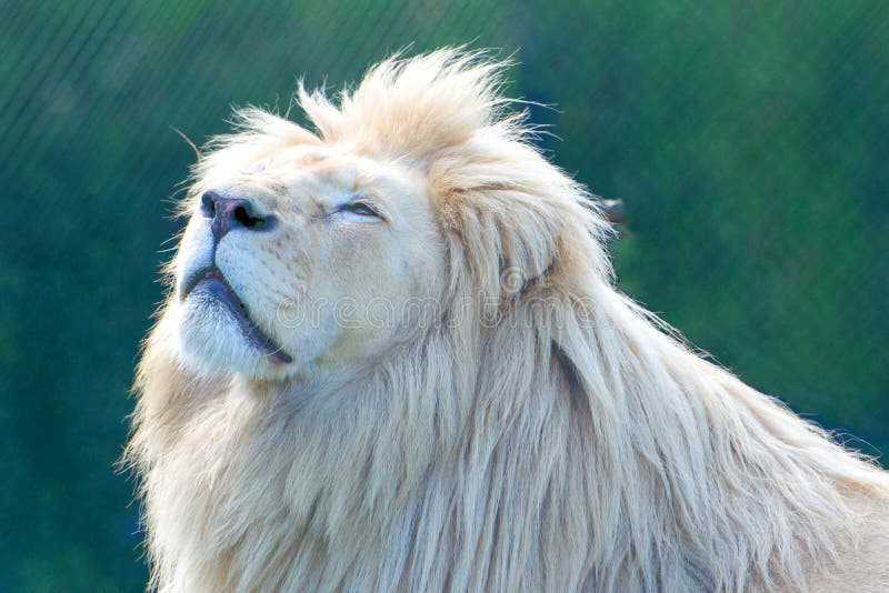 White lion Panthera leo krugeri royalty free stock photos White lion Panthera leo krugeri royalty free stock photos