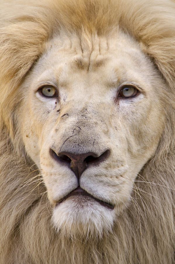 White lion portrait stock photo. Image of faces, reserve - 8726042