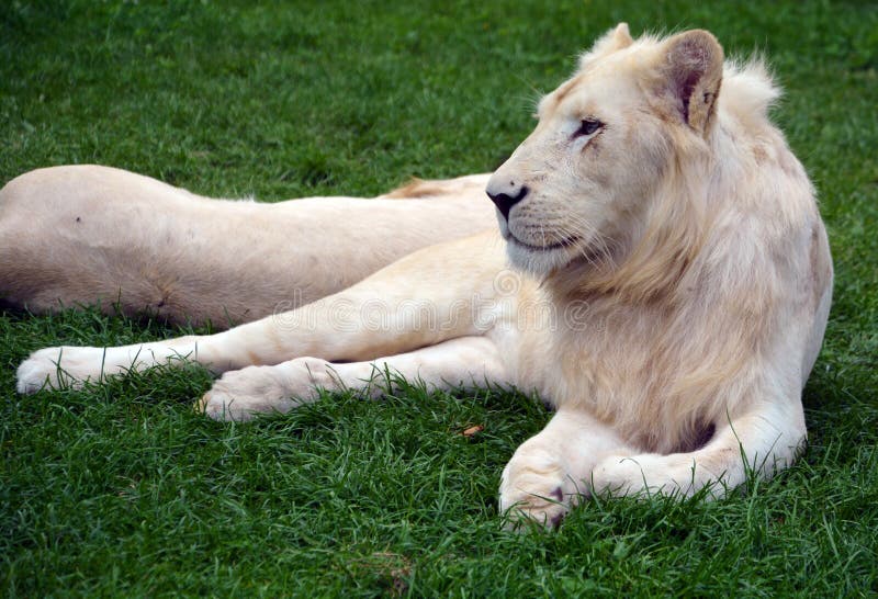 White lion stock image. Image of lion, feline, believed - 98173013