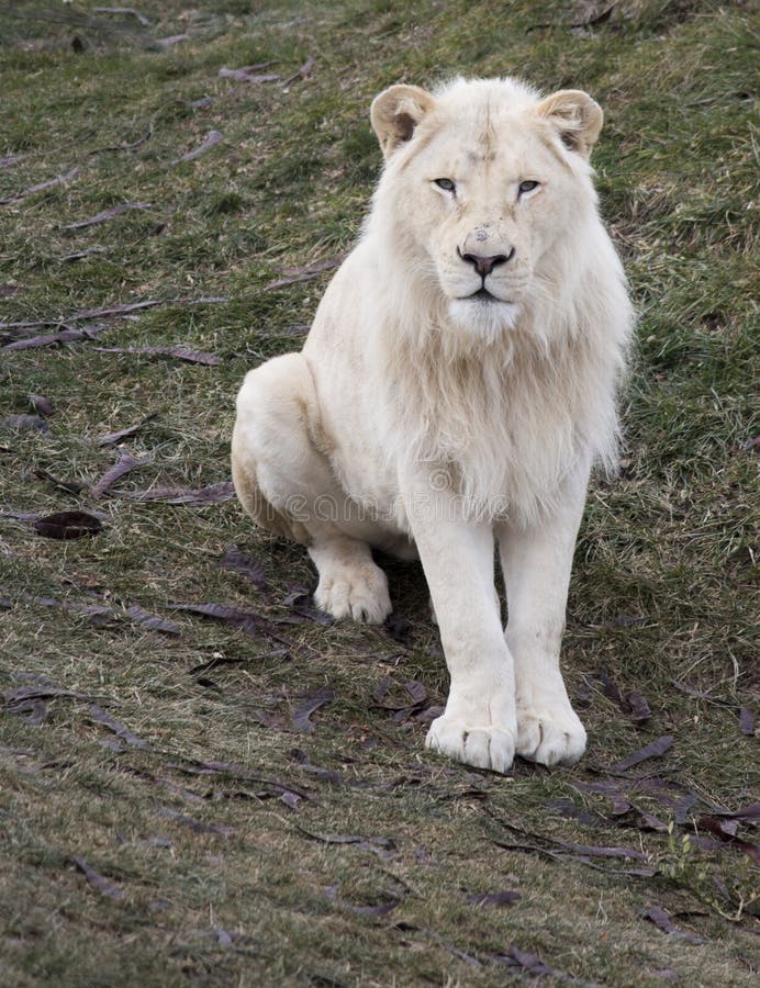 White Lion Sitting stock image. Image of white, lion 36457245
