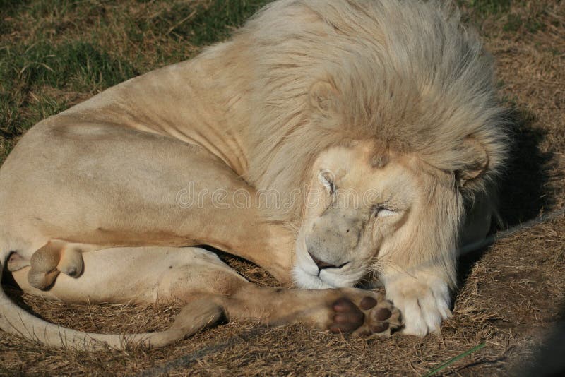 White lion sleeping