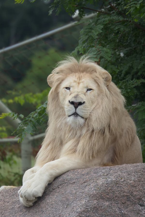 White lion in Toronto ZOO stock image. Image of hunter 62403449