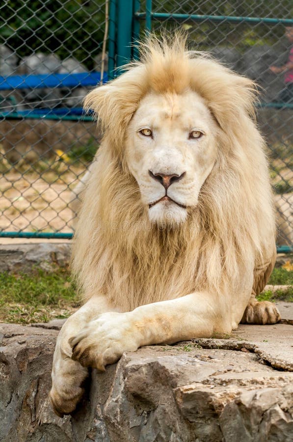 10,376 White Lion Zoo Stock Photos Free & RoyaltyFree Stock Photos from Dreamstime