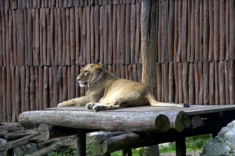 The white lion in ZOO, Bratislava