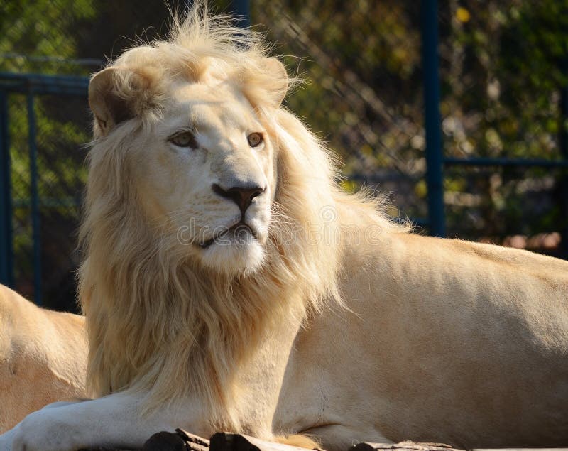 White lion in the zoo stock photo. Image of isolated 128407498