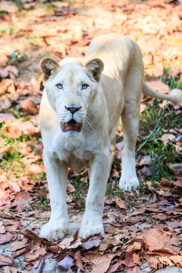 White lion in the zoo stock image. Image of park, little 47893775
