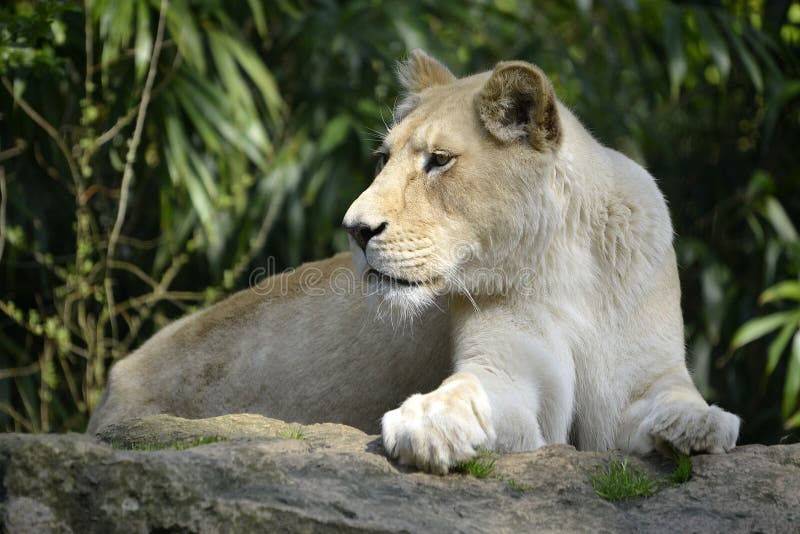 White lioness lying on rock royalty free stock images White lioness lying on rock royalty free stock images