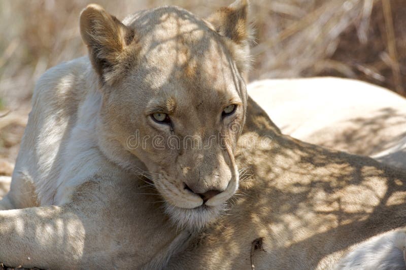 White Lioness Portrait