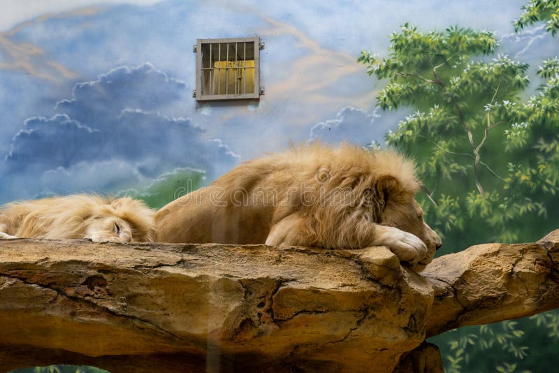 The White Lions Sleeps on a Tree Editorial Stock Image Image of head
