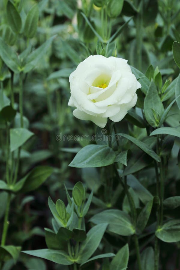 White lisianthus flower stock photo. Image of beautiful 83205528