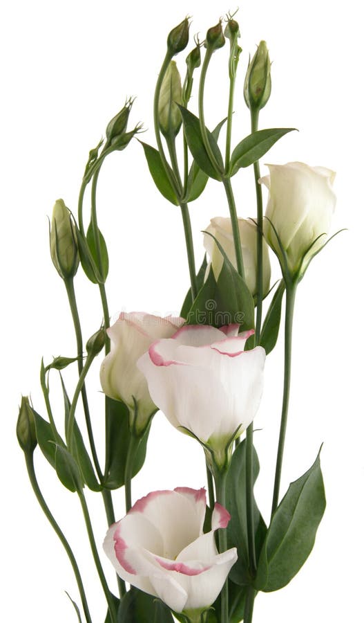 White lisianthus flowers stock image. Image of bright - 3522237