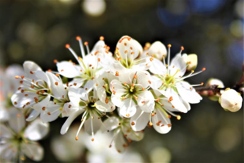 White Little Flowers on the Tree Stock Photo Image of flakes, macro