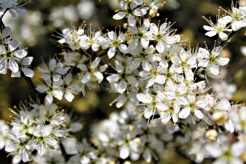 White Little Flowers on the Tree Stock Photo Image of trees, tree