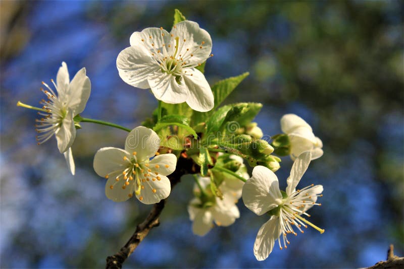 White Little Flowers on the Tree Stock Image Image of garden, nature