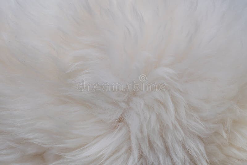 White Long Hair Fur for Background or Texture Sheep Stock Photo - Image of blanket, plush: 185953830 White Long Hair Fur for Background or Texture Sheep Stock Photo - Image of blanket, plush: 185953830