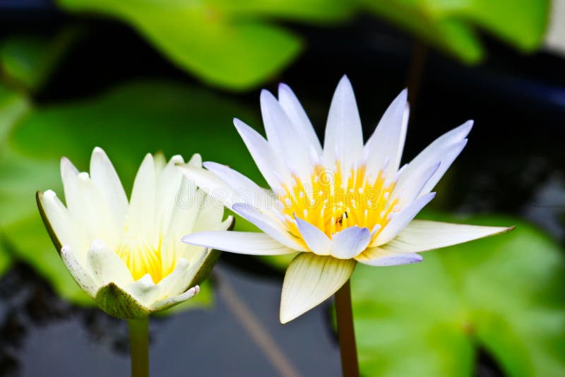 White lotus