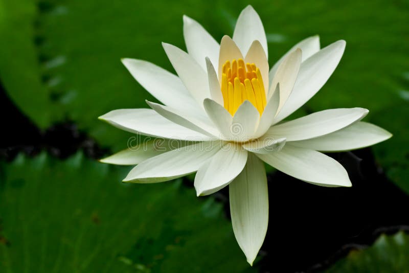 White lotus