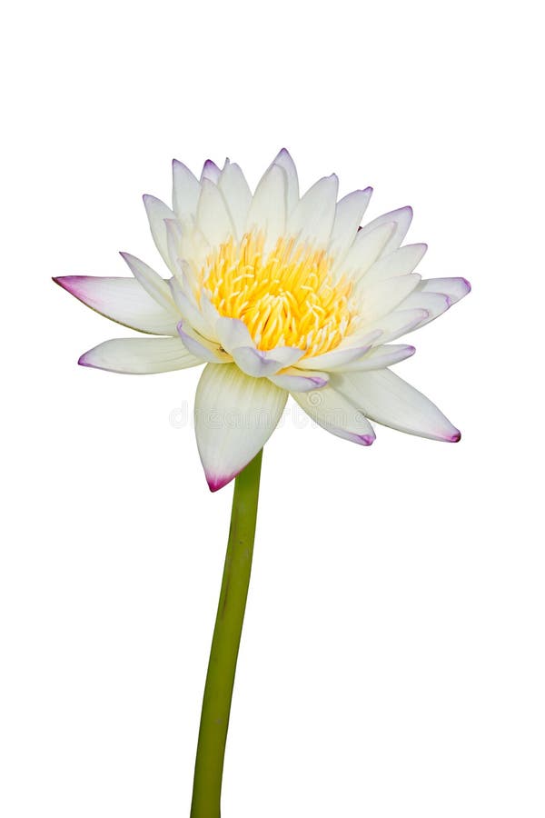 Bamboo and lotus flower stock image. Image of plant, green 15810513