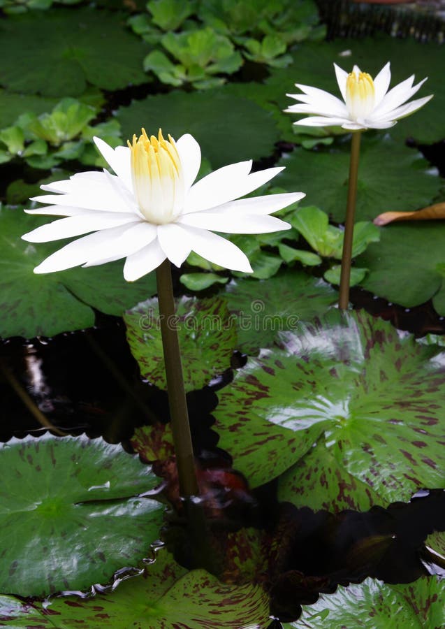 White lotus