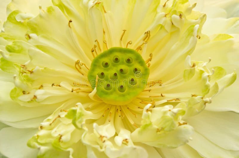 White lotus. stock image. Image of flourish, lotus, petal 26364247
