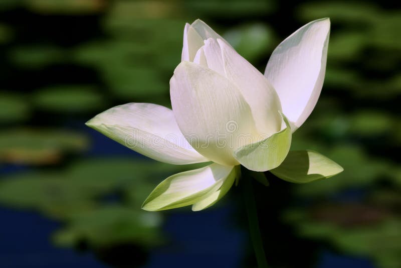 White Lotus stock photo. Image of lilly, floral, asia 19682122