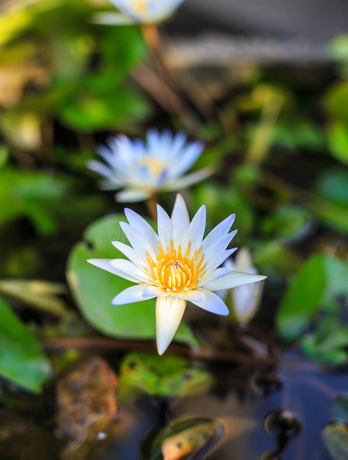 White lotus stock photo. Image of elegance, colorful 37740454