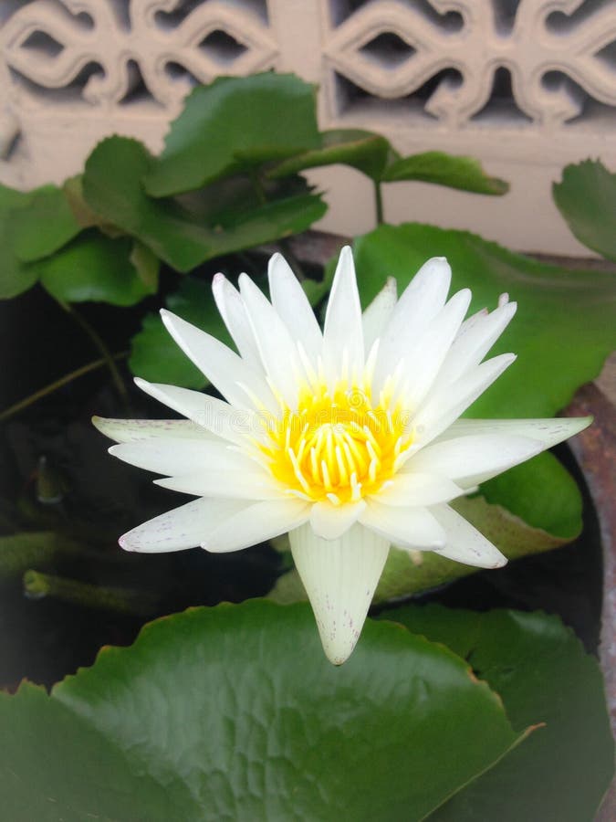 White lotus editorial image. Image of wildflower, white 42618380