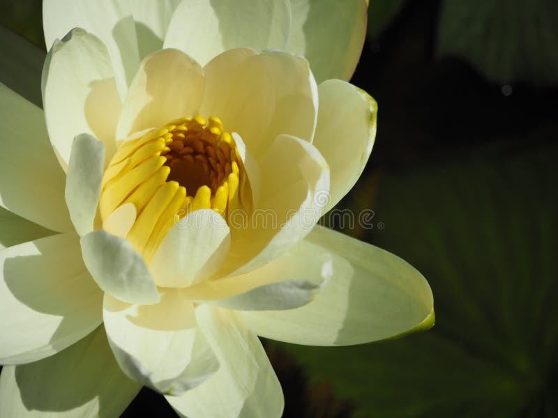 White lotus stock photo. Image of blue, natural, flowers 87860286