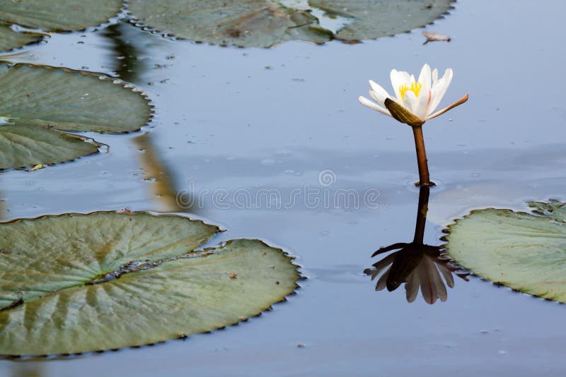 White lotus in dirty pond