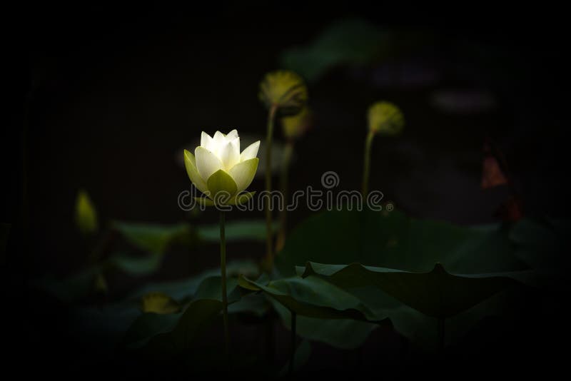 White Lotus Flower royalty free stock photo