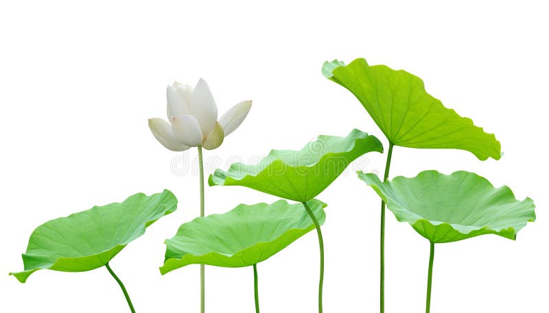 White lotus flower img